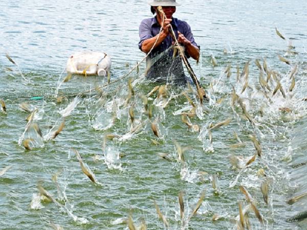 Nguyên Tắc Về Sử Dụng Sulfat đồng Trong Nuôi Trồng Thủy Sản
