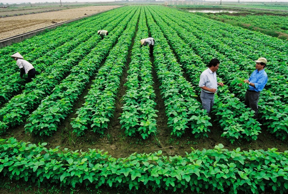 Quy định Tách Thửa đất Nông Nghiệp ở Tây Ninh
