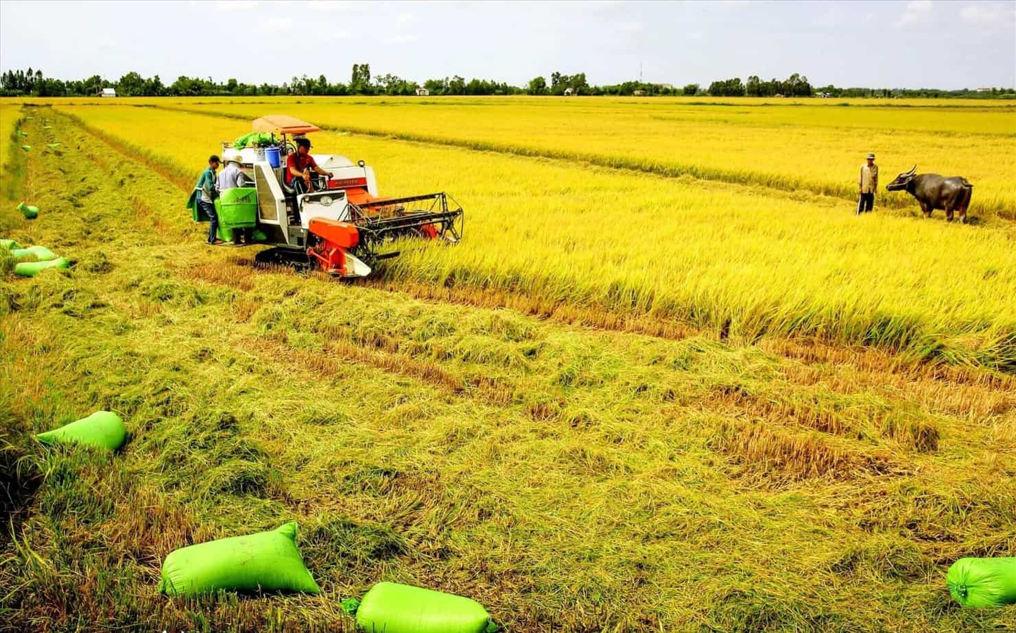 Quy định Tách Thửa đất Nông Nghiệp Gia Lai