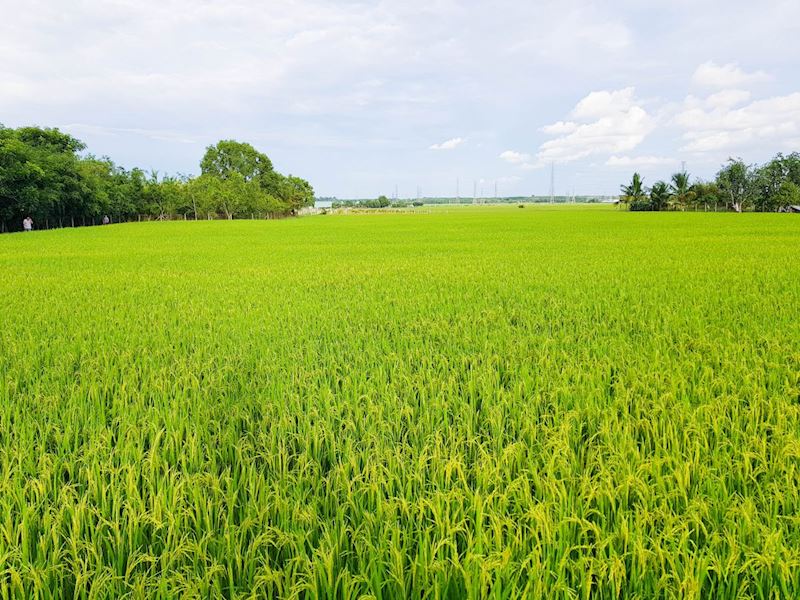 Quy định Tách Thửa đất Nông Nghiệp Tại Tiền Giang