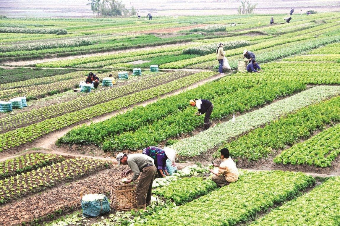 Tách Thửa đất Nông Nghiệp Mất Bao Lâu