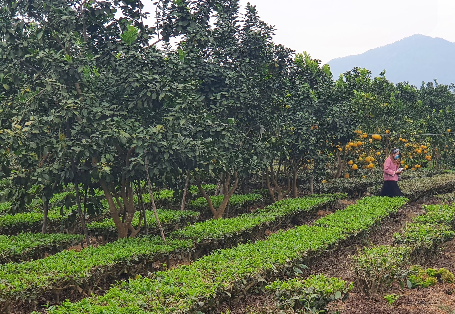 Tách Thửa đất Nông Nghiệp Tại Thanh Hóa