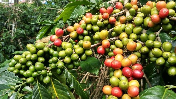Thành lập hộ kinh doanh nông sản như thế nào? [2023]