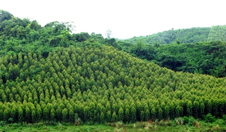 Rừng Sản Xuất, Rừng Phòng Hộ, Rừng Đặc Dụng