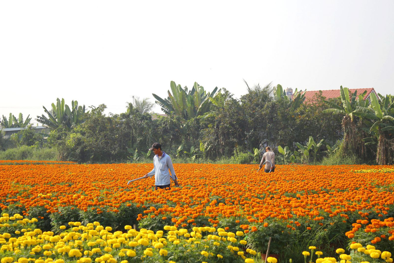 đền Bù Hoa Màu Trên đất Nông Nghiệp