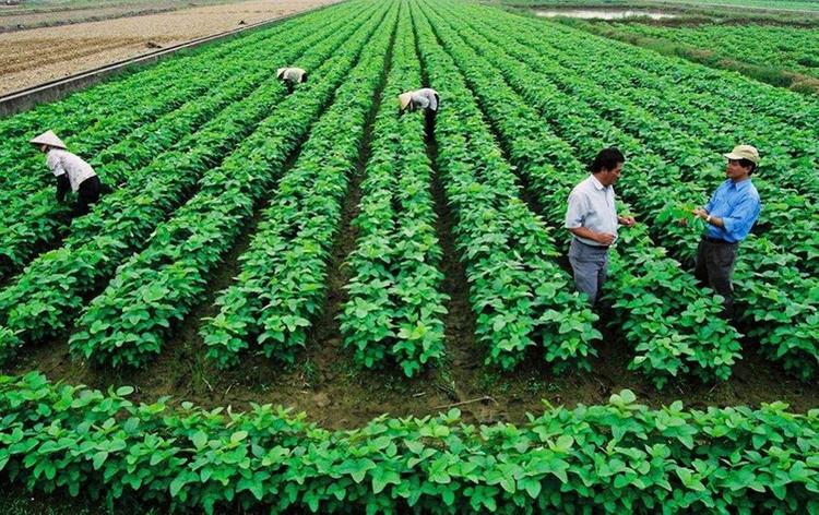 giá đền bù đất nông nghiệp 50 năm